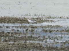 Charadrius pallidus