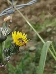 Episyrphus balteatus