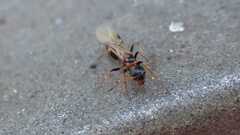 Dolichoderus quadripunctatus