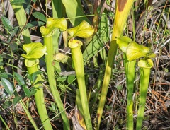 Sarracenia flava