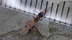 Dolichoderus quadripunctatus