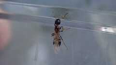 Dolichoderus quadripunctatus