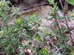 Myrmecia
