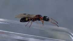 Dolichoderus quadripunctatus