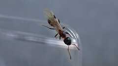 Dolichoderus quadripunctatus