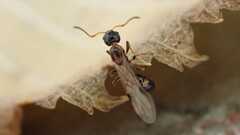 Dolichoderus quadripunctatus