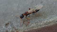 Dolichoderus quadripunctatus