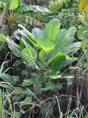 Calathea lutea