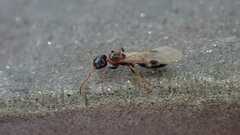 Dolichoderus quadripunctatus