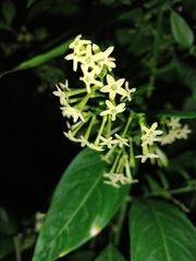 Cestrum