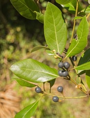 Persea borbonia