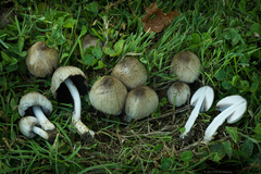 Coprinopsis romagnesiana