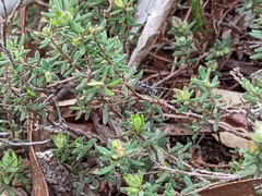 Myrmecia