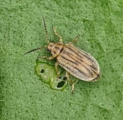Ophraella communa