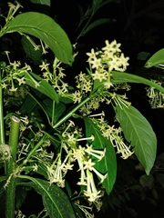 Cestrum