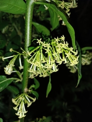 Cestrum