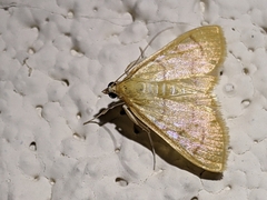 Pyraustini