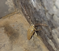 Celosterna scabrator