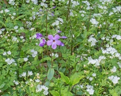 Phlox divaricata divaricata