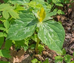 Trillium luteum