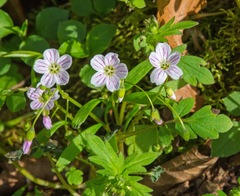 Claytonia caroliniana