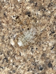 Isopoda