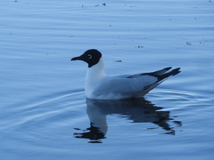 Chroicocephalus serranus