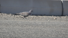 Patagioenas maculosa