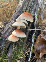 Hypholoma fasciculare