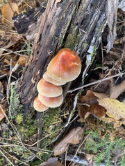 Hypholoma fasciculare