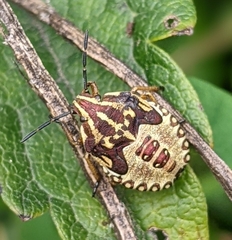 Carpocoris