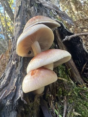 Hypholoma fasciculare