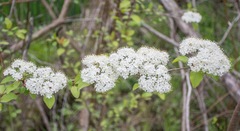 Viburnum prunifolium