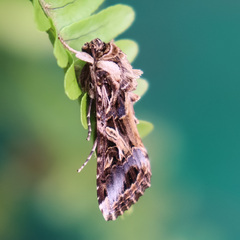 Spodoptera litura