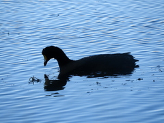 Fulica gigantea