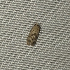 Platphalonidia magdalenae