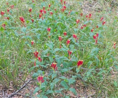 Spigelia marilandica