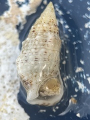 Cerithium eburneum