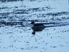 Podiceps occipitalis