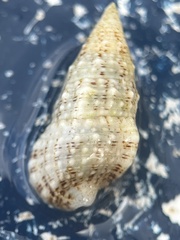 Cerithium eburneum