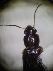 Stenolophini