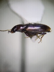 Stenolophini