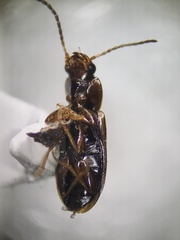 Stenolophini