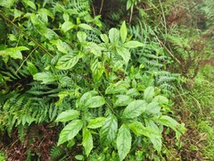 Maesa perlaria formosana