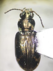 Bembidion