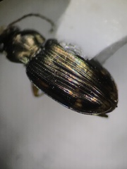 Bembidion