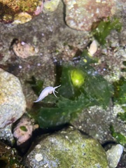 Coryphella trilineata