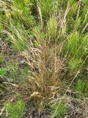 Festuca rubra
