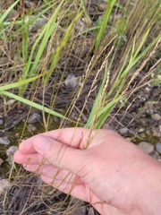 Festuca rubra