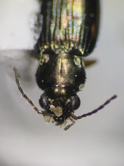 Bembidion